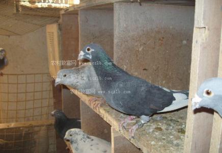 鸽子腿脚病